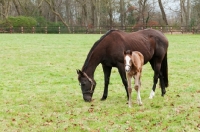 Picture of Thoroughbred mare and foal