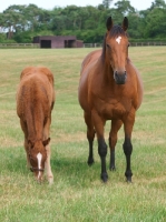 Picture of Thoroughbred mare and foal