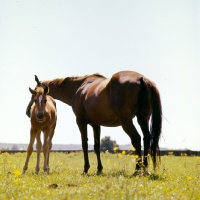 Picture of thoroughbred mare and foal