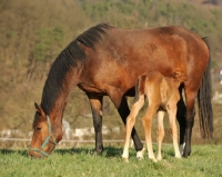 Picture of thoroughbred mare and foal