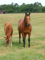 Picture of Thoroughbred mare and foal