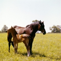 Picture of thoroughbred mare and proud foal
