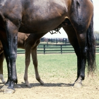 Picture of thoroughbred mare with foal suckling at spendthrift farm, kentucky