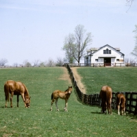 Picture of thoroughbred mares and foals at spendthrift farm, lexington, ky,