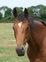 Picture of Thoroughbred portrait