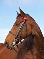 Picture of Thoroughbred portrait