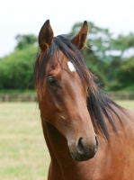 Picture of Thoroughbred portrait