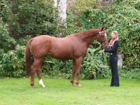 Picture of Thoroughbred posed on grass