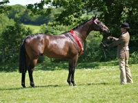 Picture of thoroughbred posed