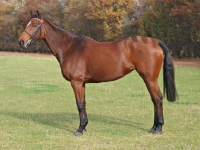 Picture of Thoroughbred posed