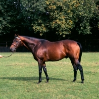 Picture of thoroughbred stallion