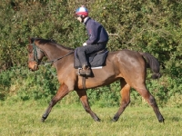 Picture of Thoroughbred walking