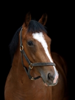 Picture of thoroughbred wearing bridle, blaze marking