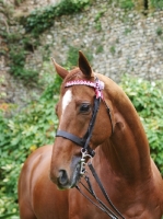 Picture of Thoroughbred wearing bridle