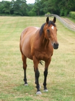 Picture of Thoroughbred with star marking
