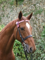 Picture of Thoroughbred with star marking