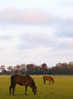 Picture of Thoroughbreds in field