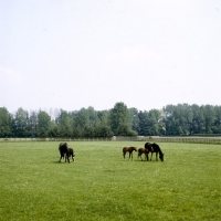 Picture of thoroughbreds mares and foals at plantation stud, snailwell, newmarket