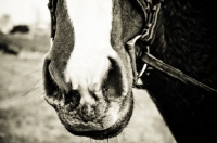 Picture of Thoroughbred's nose