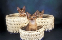 Picture of three abyssinian kittens in baskets