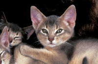 Picture of three abyssinian kittens on a rug