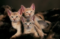 Picture of three Abyssinian kittens on a blanket