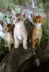 Picture of three abyssinian kittens
