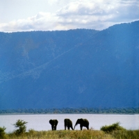 Picture of three african elephants beside a lake in lake manyara np, east africa