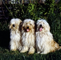 Picture of three africandawns tibetan terriers sitting together