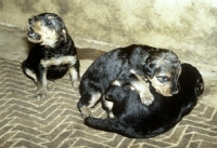 Picture of three airedale puppies playing