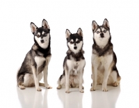 Picture of three Alaskan Klee Kai dogs on white background
