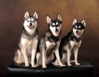 Picture of three Alaskan Klee Kai dogs