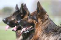 Picture of three alsatians (german shepherd dogs)