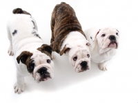 Picture of three American Bulldog puppies