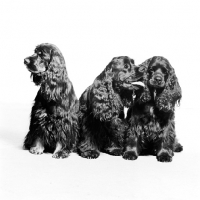 Picture of three american cocker spaniels 