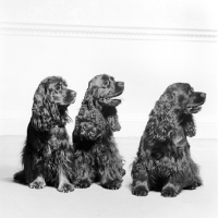 Picture of three american cocker spaniels 