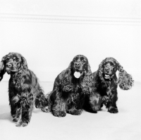 Picture of three american cocker spaniels 