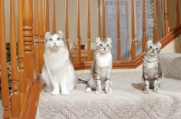 Picture of three American Curl cats