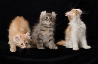 Picture of three American Curl kittens
