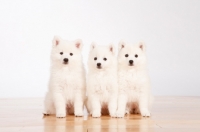 Picture of three American Eskimo puppies on white background