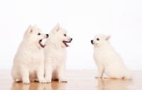 Picture of three American Eskimo puppies looking at each other 