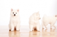 Picture of three American Eskimo puppies on white background