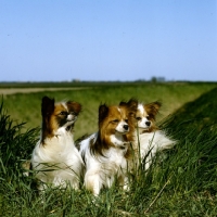 Picture of three apillons in a field