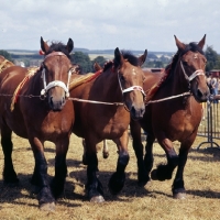 Picture of Three Ardennais in line being shown at Libramont