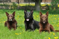 Picture of three Australian Kelpies