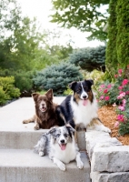 Picture of Three Australian Shepherds on front step.