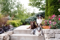 Picture of Three Australian Shepherds on front step.