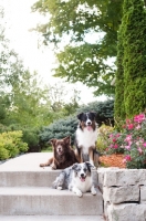 Picture of Three Australian Shepherds on front step.