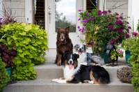 Picture of Three Australian Shepherds on front step.