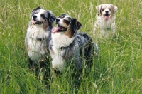 Picture of three australian shepherds